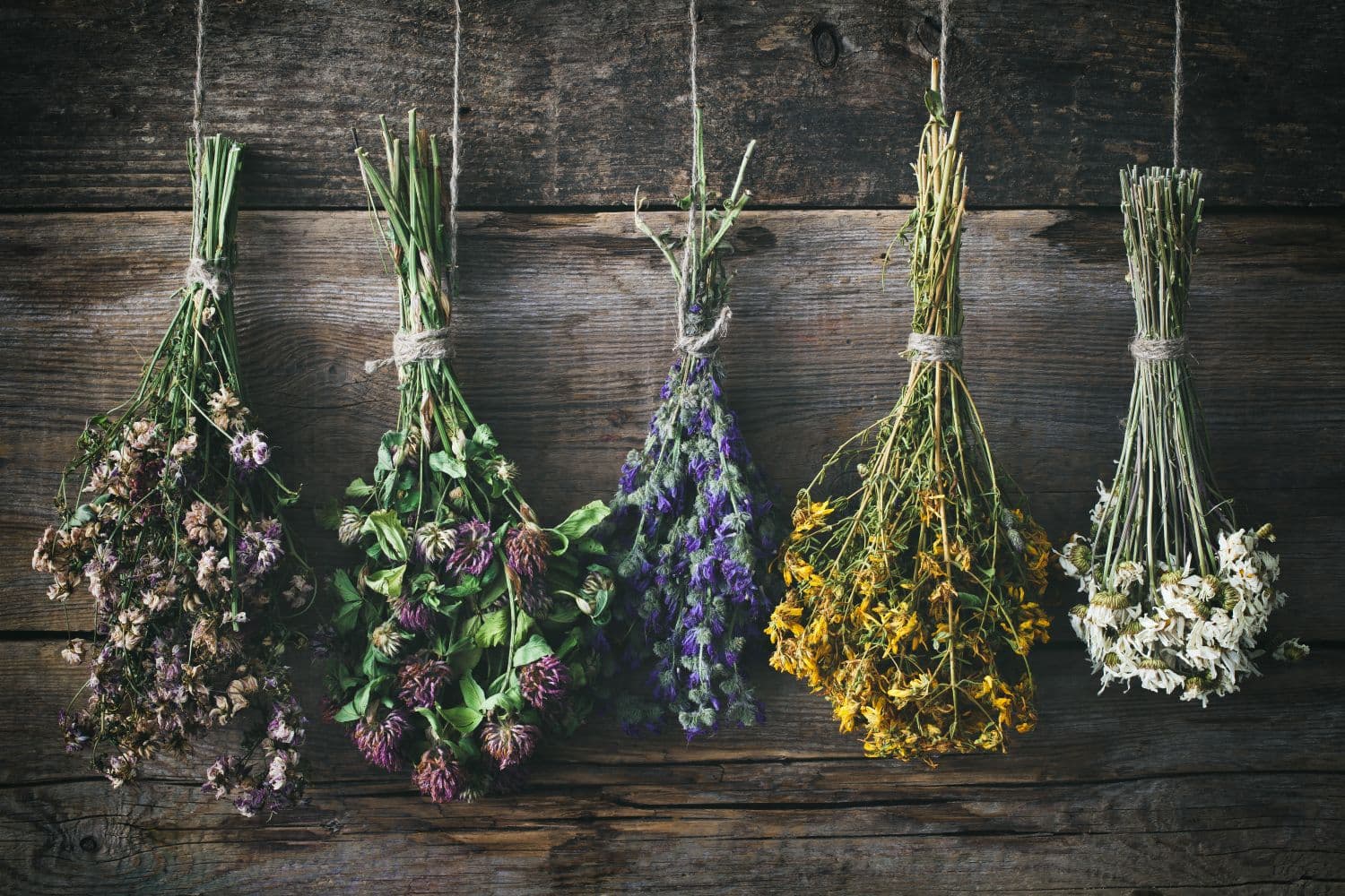 Blumen Trocknen: Die Blumenpracht für jede Jahreszeit einfangen