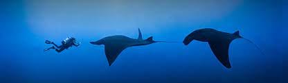 Dive Center Mexiko: Tagesausflüge voller Adrenalin und Schönheit