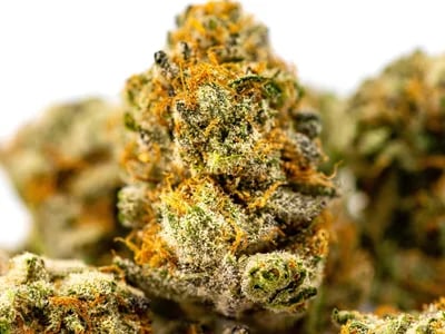 Entdecke einzigartige Strains und jetzt Cannabis Samen bestellen