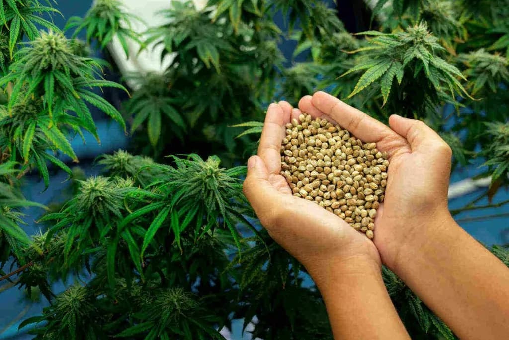 Die Rolle von Minderheits-Cannabinoiden bei den Effekten von Cannabis Samen
