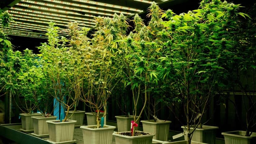 Die Auswirkungen von Cannabis Samen auf den Wasserhaushalt des Körpers
