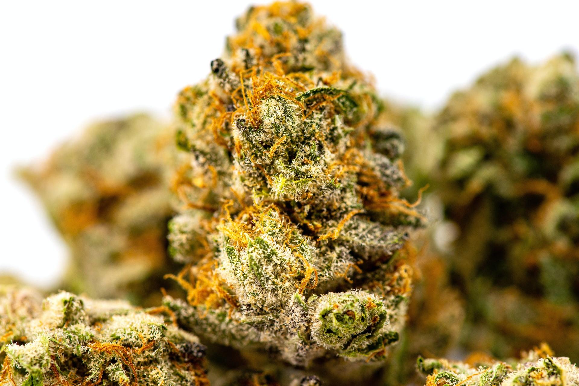 Entdecke einzigartige Strains und jetzt Cannabis Samen bestellen